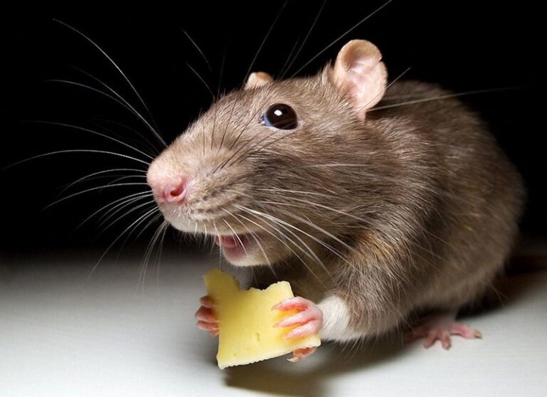 4 эксперимента с мышами, которые раскрывают человеческую сущность